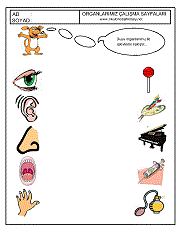 okul öncesi çocuklar için duyu organları çalışma sayfası örnekleri